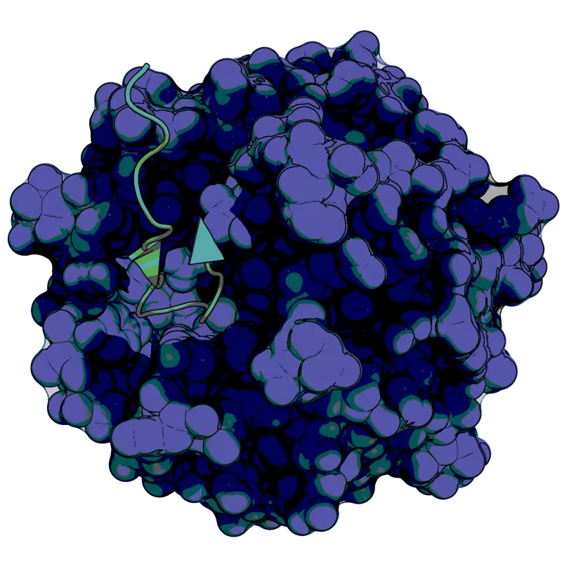 Nrf2 protein bound to Kelch domain